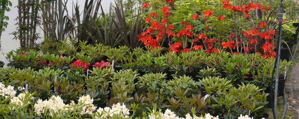 Spring clearance hill flowers