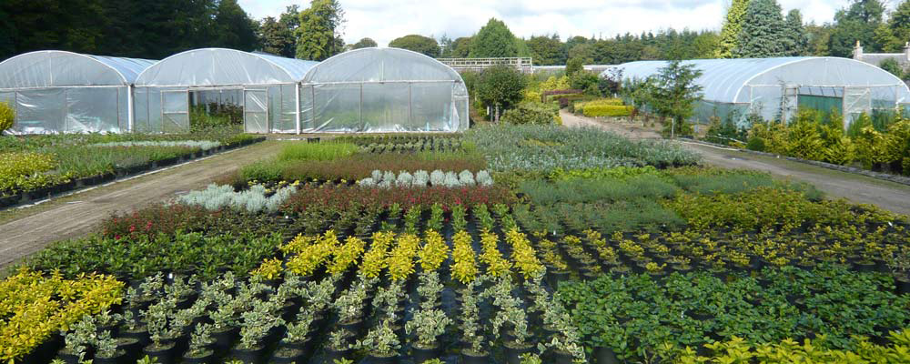 Springhill Nurseries Wholesale Dunecht Westhill